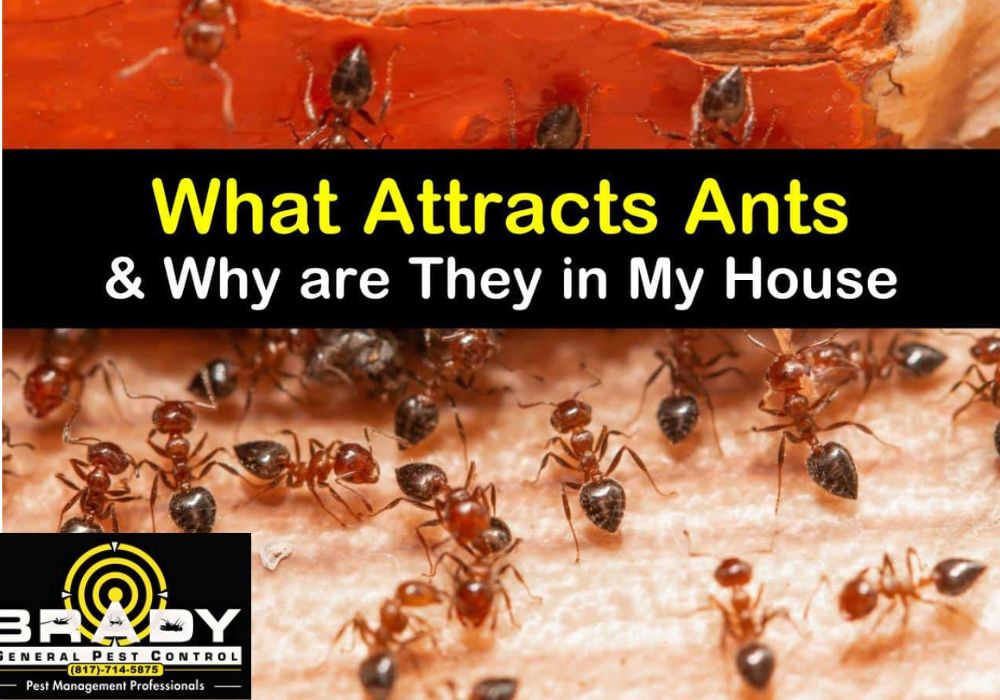 Why are Ants in My House? - Brady Pest Control