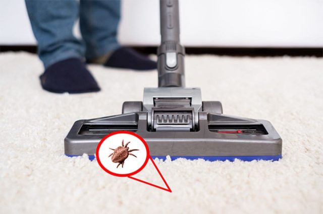 Can Fleas Live In Carpet? What is a Flea Treatment? 2025 Guide