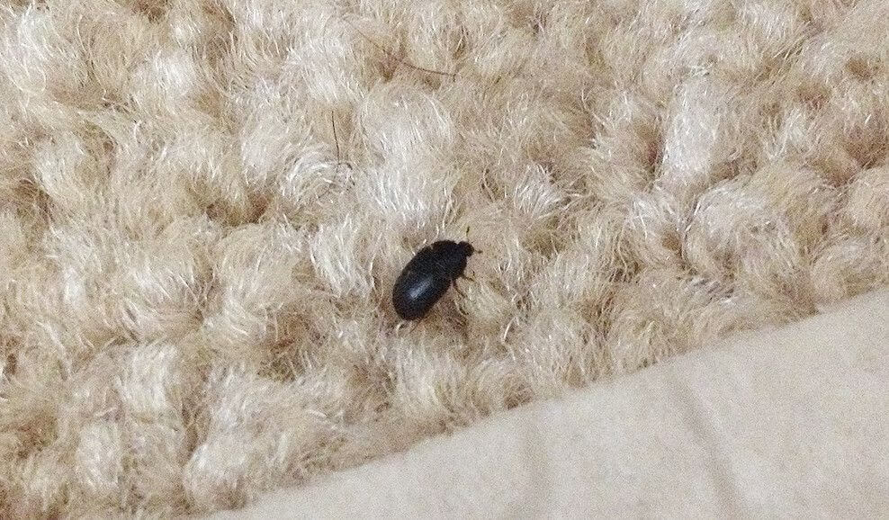 How Long Can Fleas Live on Carpets? Brady Pest Control