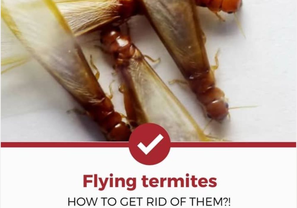 How To Get Rid of Flying Termites in your House - Brady Pest Control