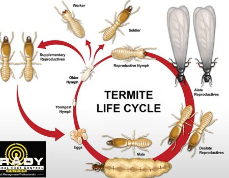 Life Cycle of a Termite & Its Lifespan | 2024 Detailed Guide - Brady Pest Control