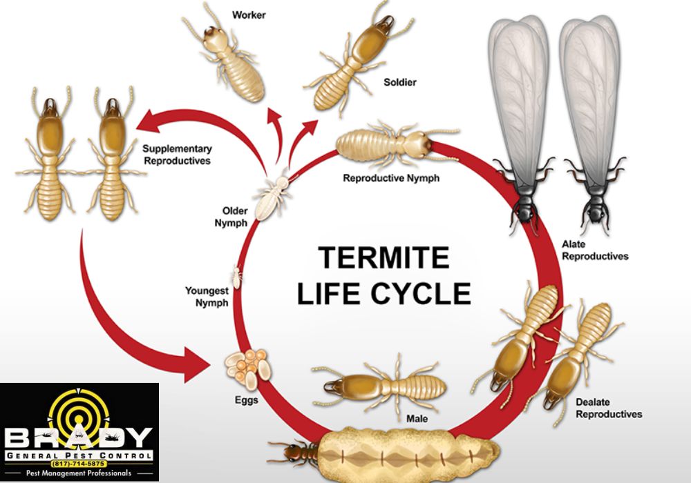 Life Cycle of a Termite & Its Lifespan | 2024 Detailed Guide - Brady Pest Control