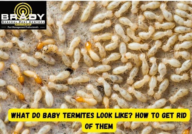 What Do Baby Termites Look Like? How To Get Rid Of Them - Brady Pest Control