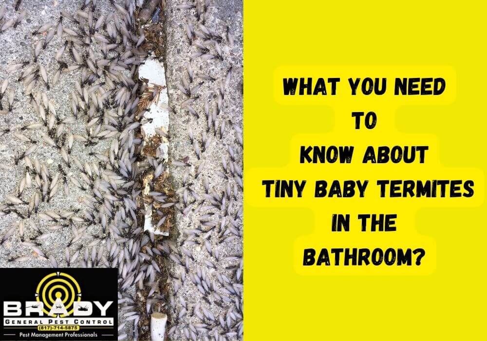 What You Need to Do When Found Tiny Baby Termites in Bathroom - Brady Pest Control