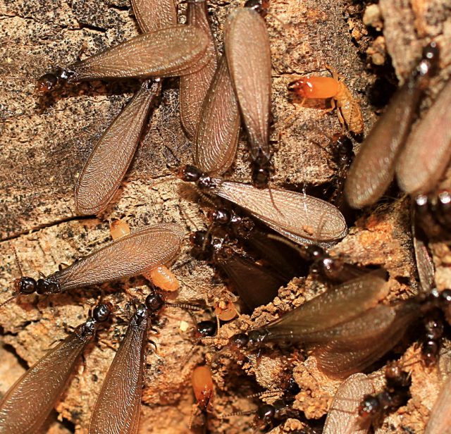 Flying Termite Alates dispersing during the colony's reproductive phase.