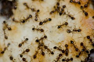 Argentine ants feeding on food scraps.