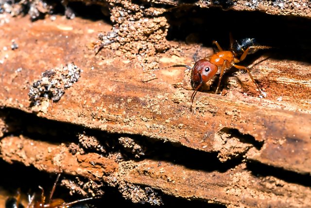 Carpenter Ant Control for homeowners