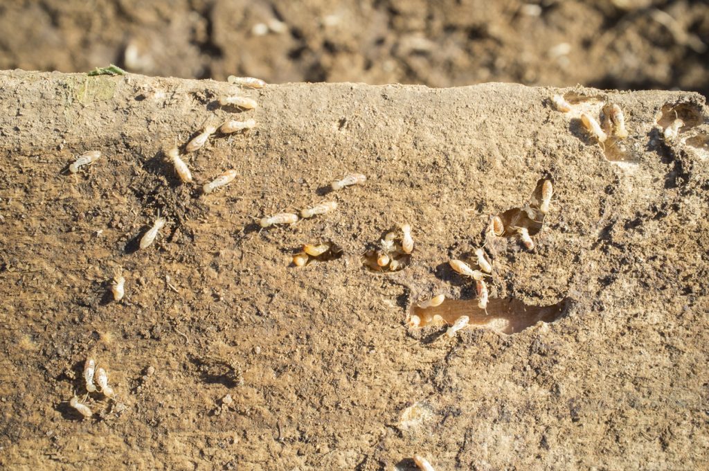 Termites working over old wooden beam