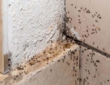 little black ants on wall