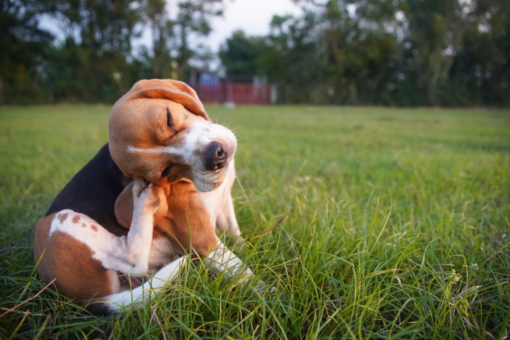 dog scratching from fleas and tick treatment