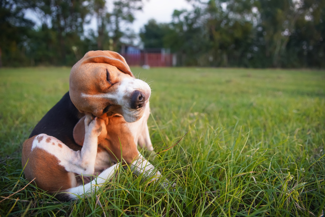 Dog Scratching from Fleas and Tick Treatment | Brady Pest Control