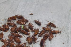 Cockroach control experts and extermination