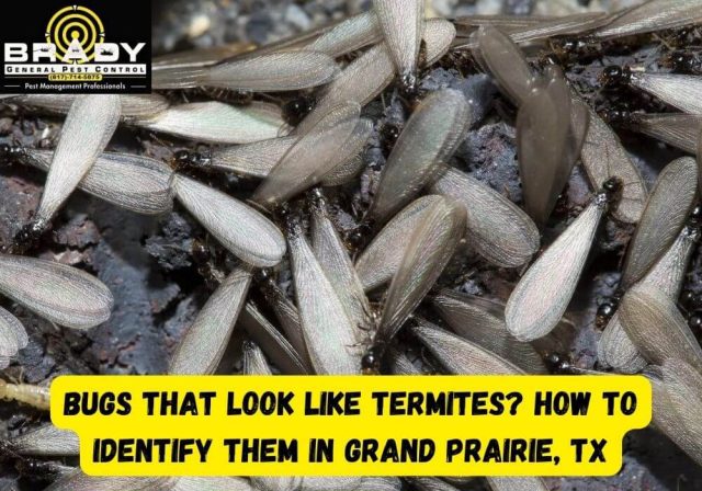 Bugs that Look like Termites? How to Identify Them in Grand Prairie, TX - Brady Pest Control