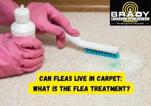 Can Fleas Live In Carpet What Is The Flea Treatment - Brady Pest Control