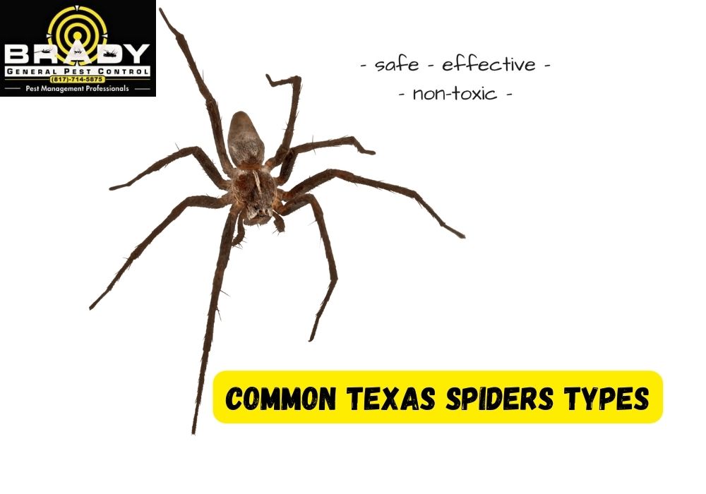 Common Texas Spiders Types - Brady Pest Control