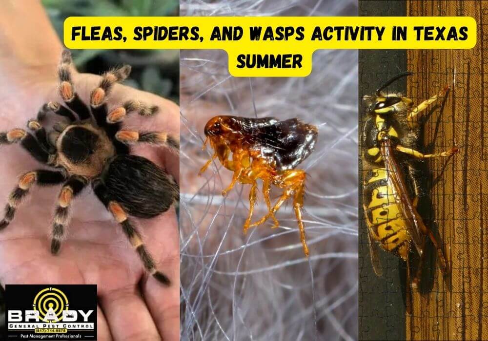 Fleas, Spiders, and Wasps Activity in Texas Summer - Brady Pest Control