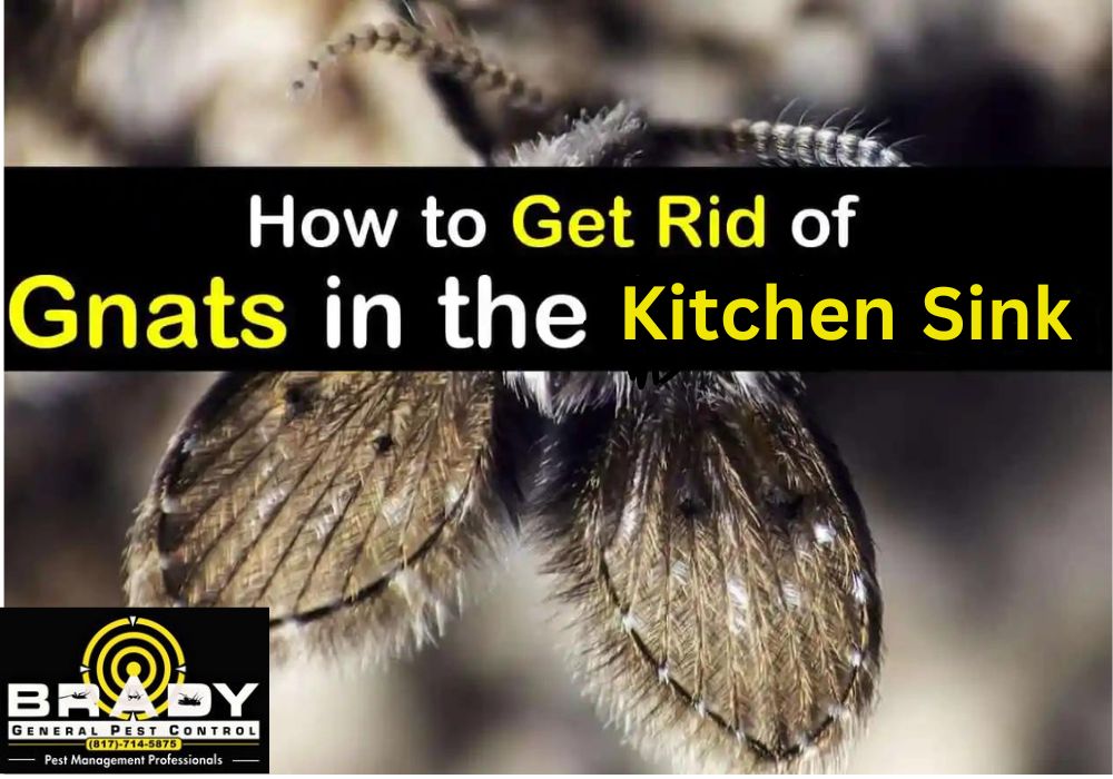 How to Get Rid of Gnats in Kitchen Sink? 2024 Detailed Guide | Brady Pest Control