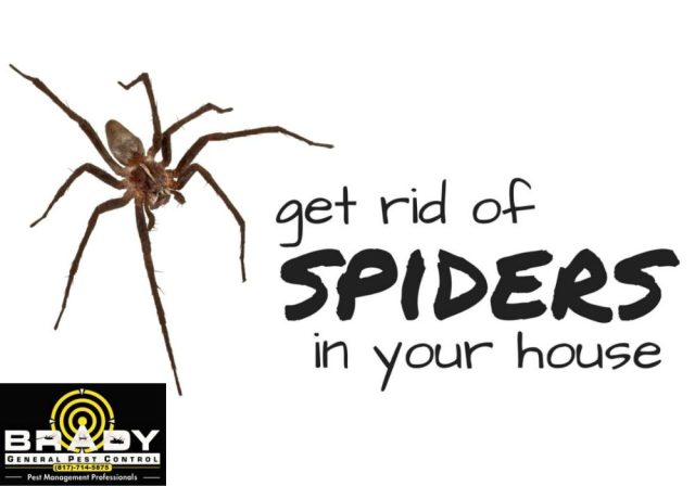 How to Get Rid of Spiders in Texas 2024 Step by Step Guide - Brady Pest Control