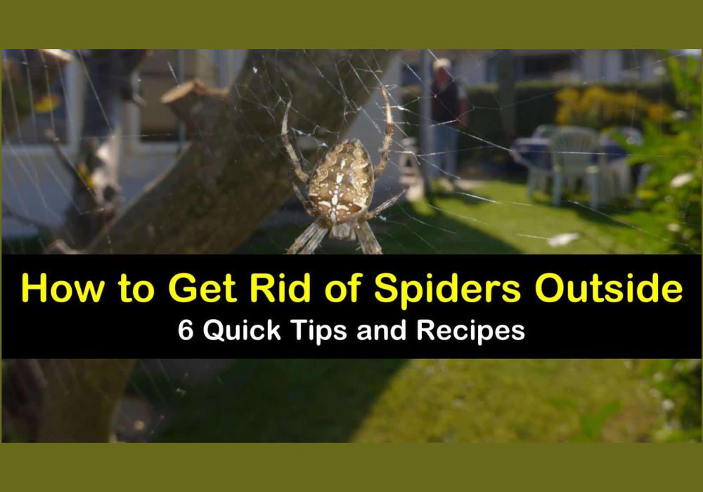 Steps to Get Rid of Texas Spiders - Brady Pest Control