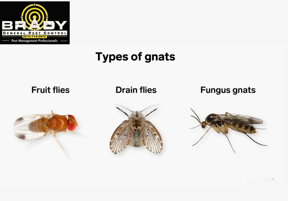 Types Of Gnats - Brady Pest Control