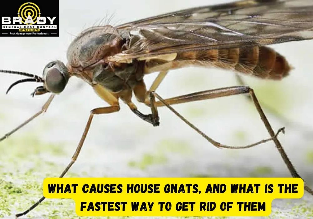 What Causes House Gnats, and What Is the Fastest Way to Get Rid of Them - Brady Pest Control