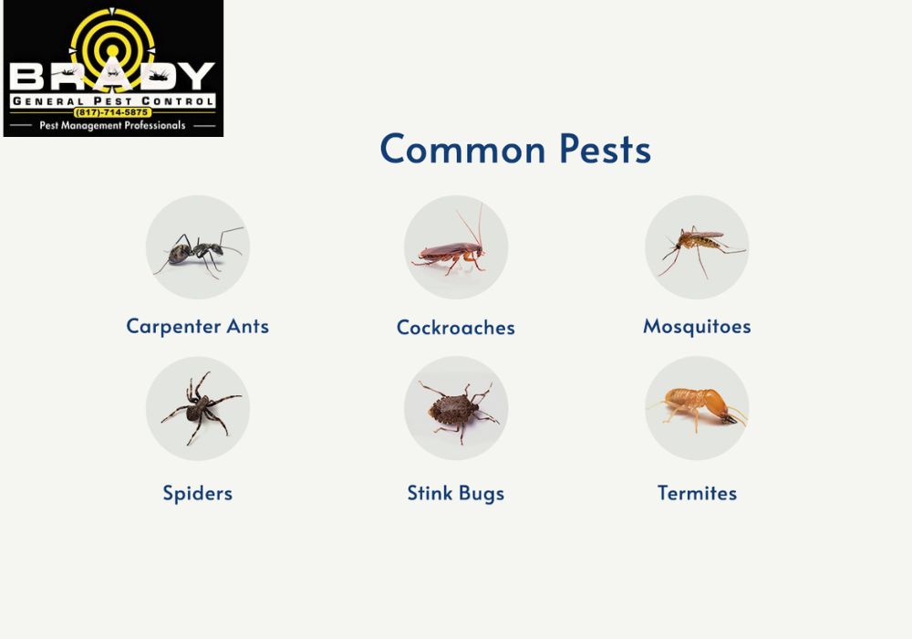 What Pests Does Summer in Texas Bring - Brady Pest Control