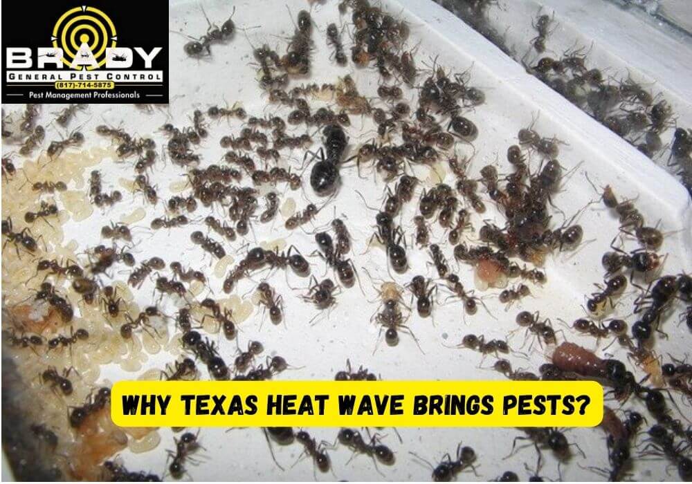 Why Texas Heat Wave Brings Pests? Brady Pest Control