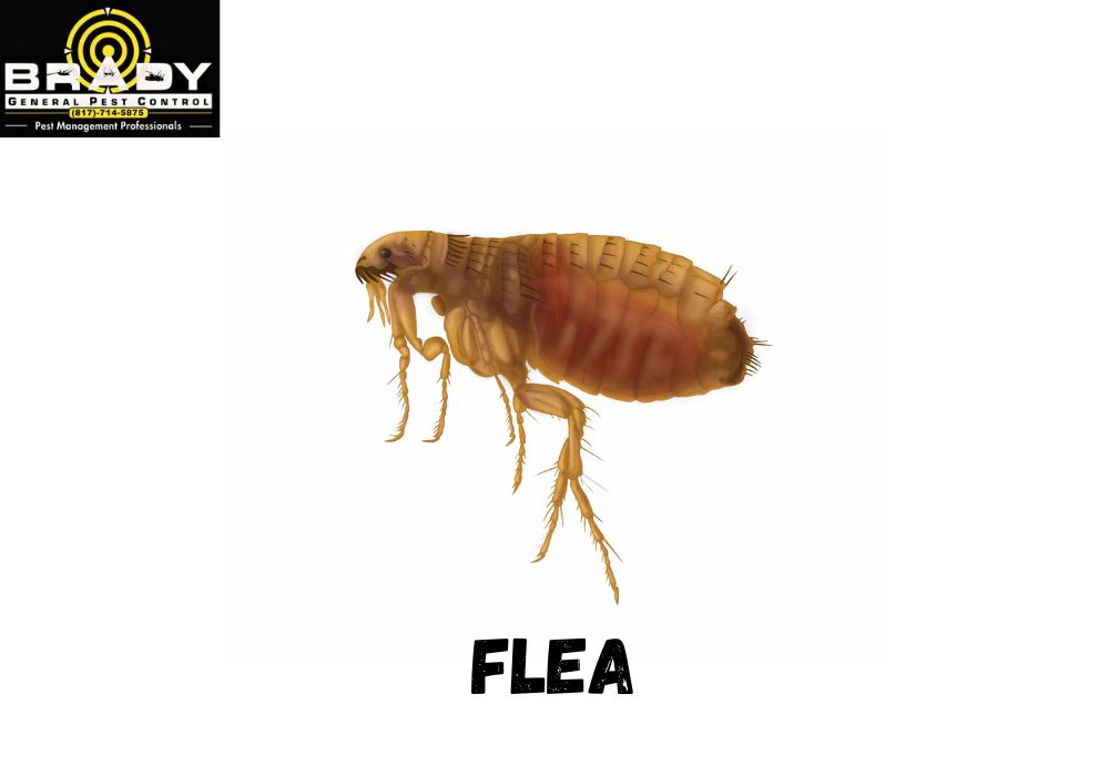 Fleas in Your House | How to Treat Them and Get Rid of an Infestation? - Brady Pest Control