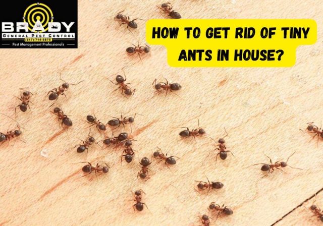 How to Get Rid of Tiny Ants in House With Methods That Actually Work? | CALL US TODAY! (817) 714-5875 - Brady Pest Control