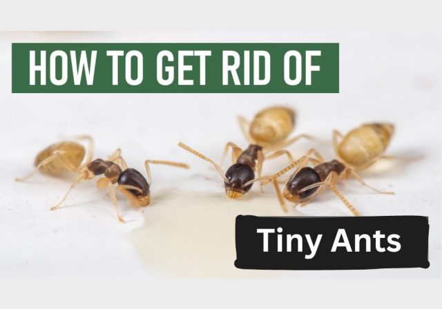 How to Get Rid of Tiny Ants in the Kitchen? Guide For Grand Prairie House Owners - Brady Pest Control