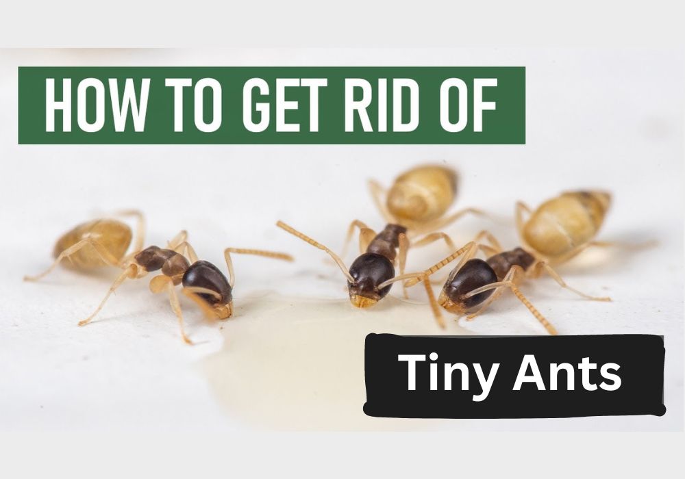 How to Get Rid of Tiny Ants in the Kitchen? Guide For Grand Prairie House Owners - Brady Pest Control