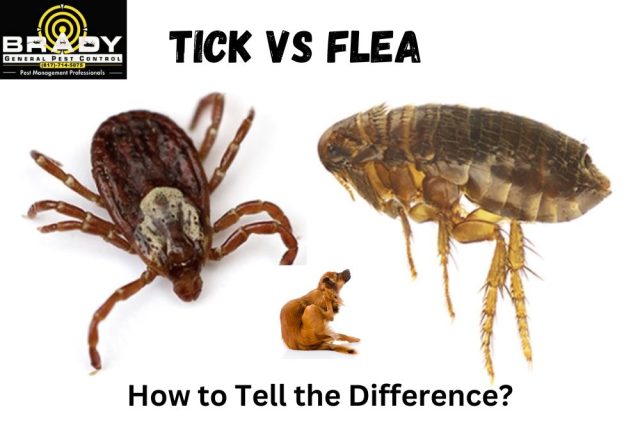 Flea vs Tick | How to Tell the Difference Ticks vs Fleas? - Brady Pest Control