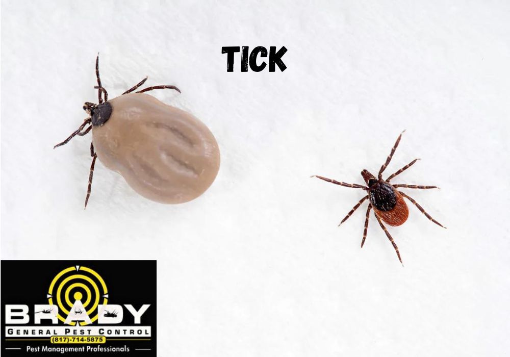 What to do When You Find a Tick in Your House? Contact at (817) 714-5875 to Get Rid of them - Brady Pest Control