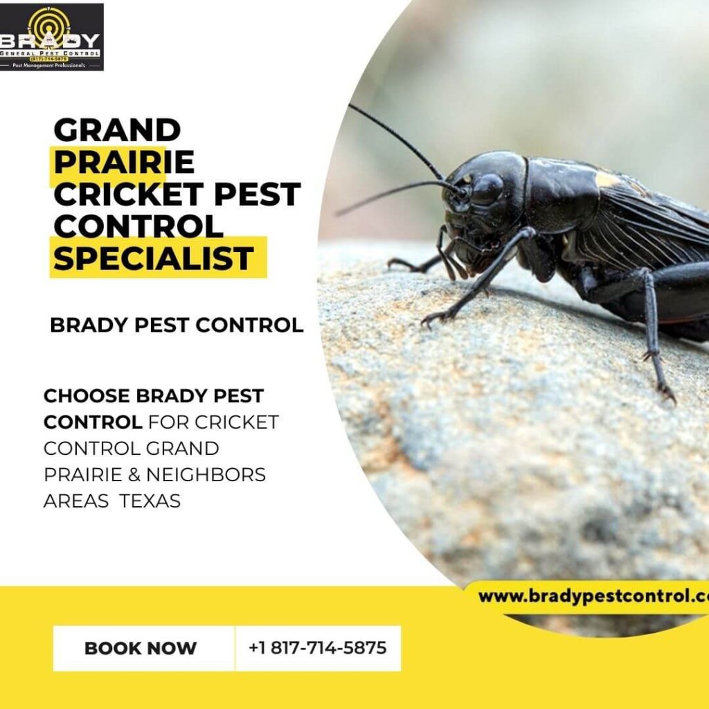 Cricket Killer Expert Pest Control in Grand Prairie, Tx - Brady Pest Control