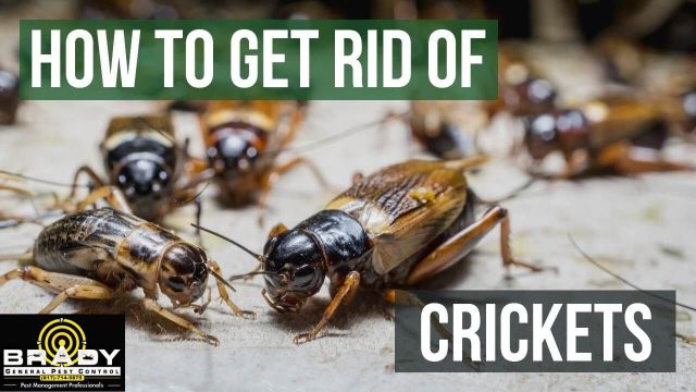 How to Get Rid of Crickets in the House Naturally, Texas - Brady Pest Control