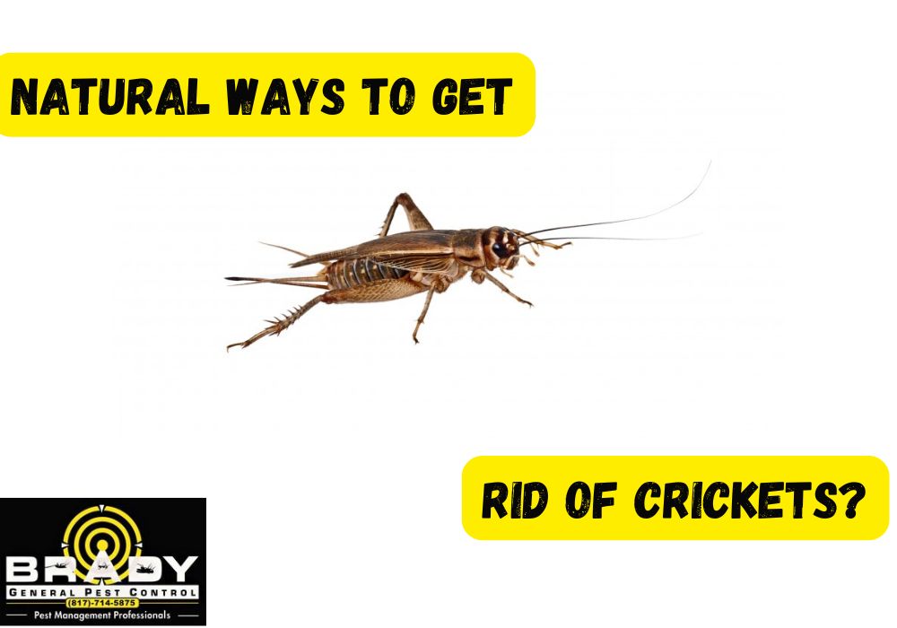 Natural Ways to Get Rid of Crickets? - Brady Pest Control