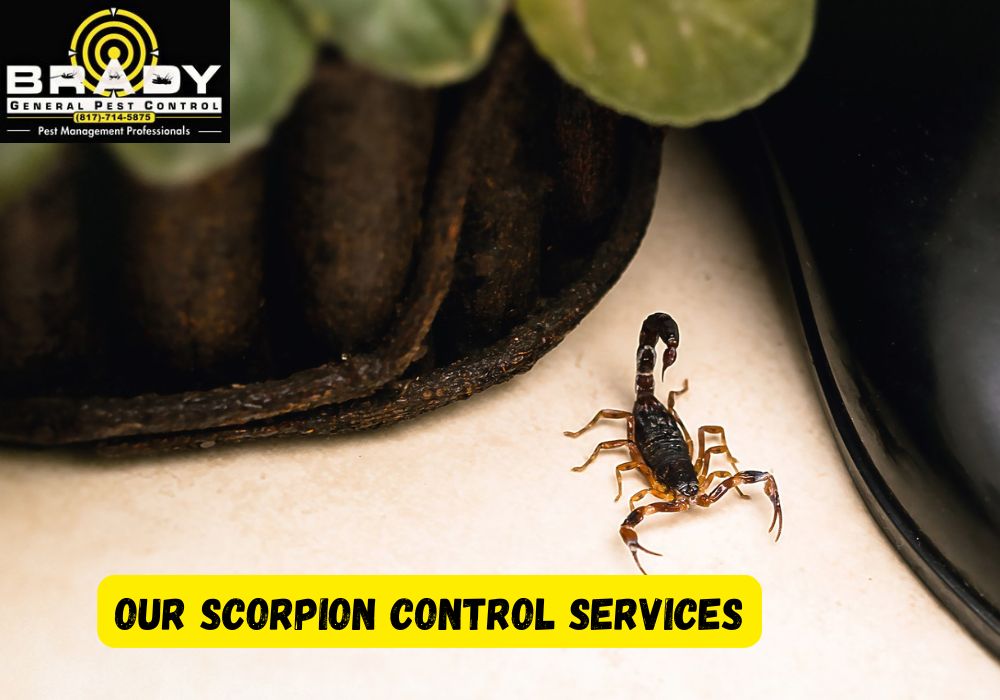 Our Scorpion Control Services - Brady Pest Control