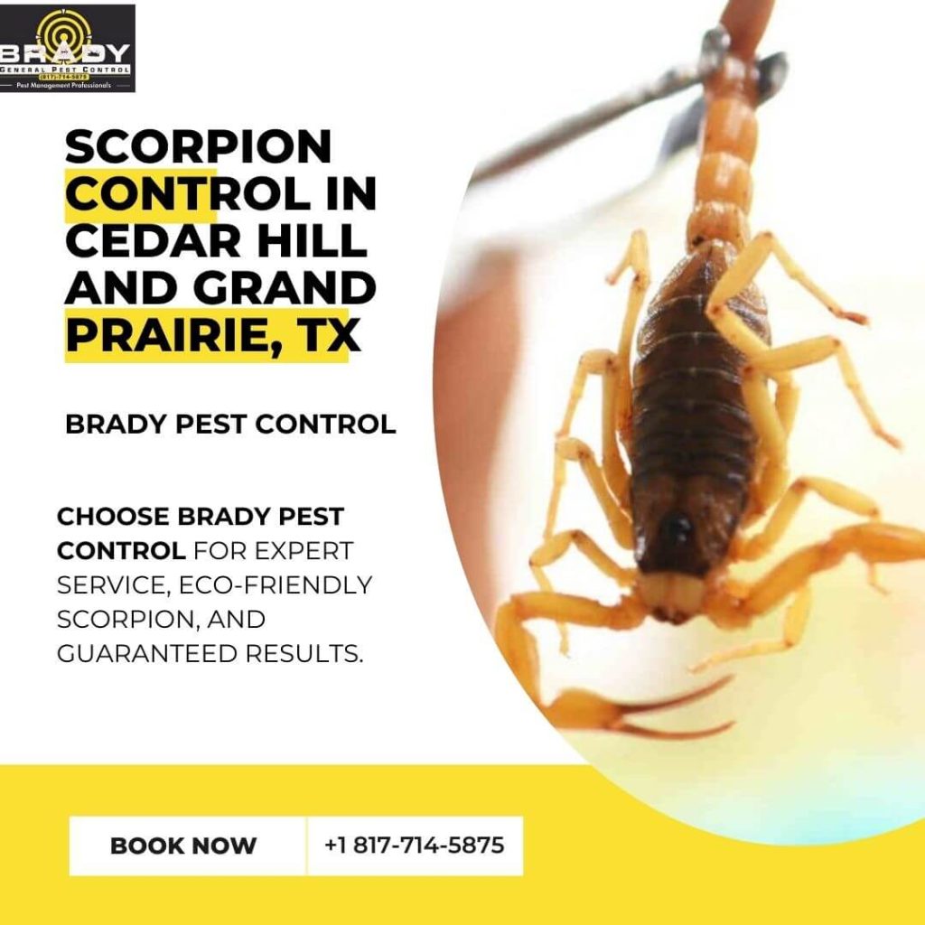 Scorpion Control Services in Cedar Hill and Grand Prairie. Call Brady Pest Control at 817-714-5875 today!