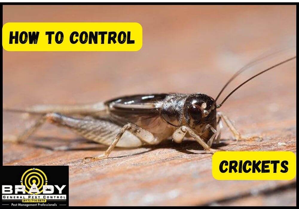 Why Choose Brady Pest Control for Cricket Control in Grand Prairie, TX