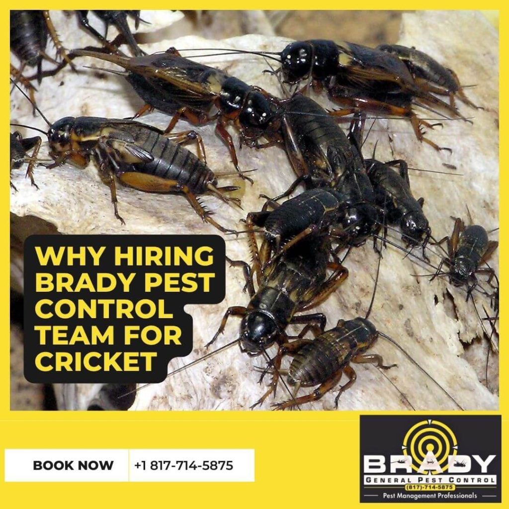 Why Hiring Brady Pest Control Team for Cricket - Brady Pest Control