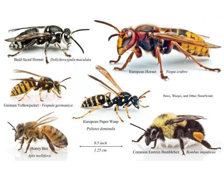 All Types of Hornets and How to Spot Them - Brady Pest Control