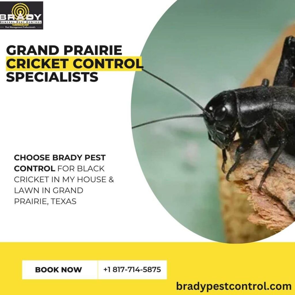 Black Cricket In My House & Lawn What Should We Need To Do in 2024 - Brady Pest Control