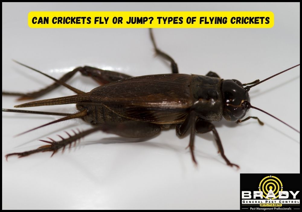 Can Crickets Fly or Jump? Types of Flying Crickets - Brady Pest Control