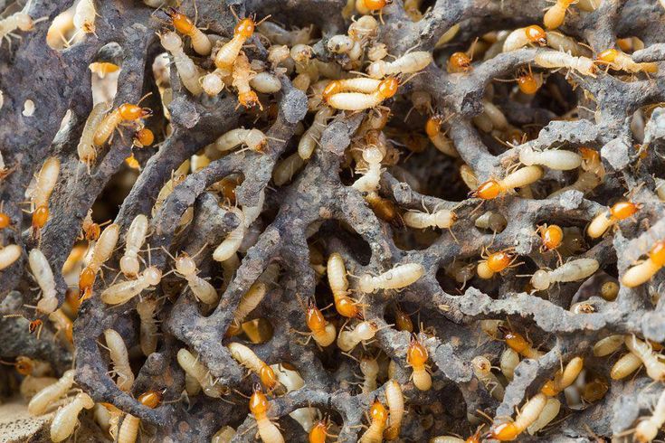 Choosing the Right Treatment Method for Termite Control - Brady Pest Control