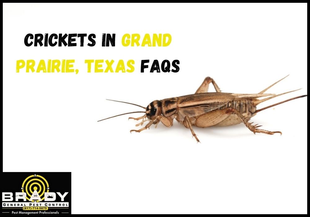 Crickets In Grand Prairie, Texas FAQs - Brady Pest Control