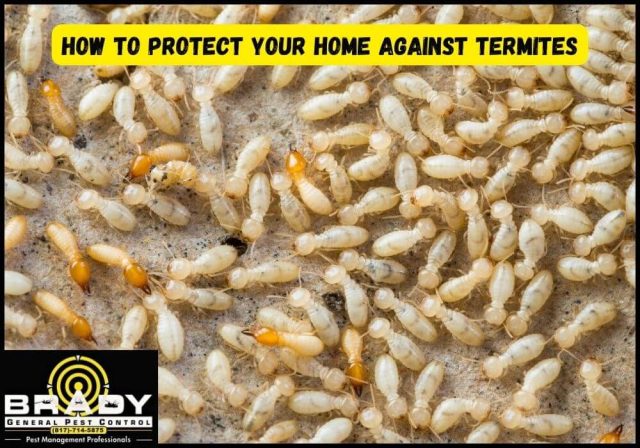 How to Protect Your Home Against Termites - Brady Pest Control