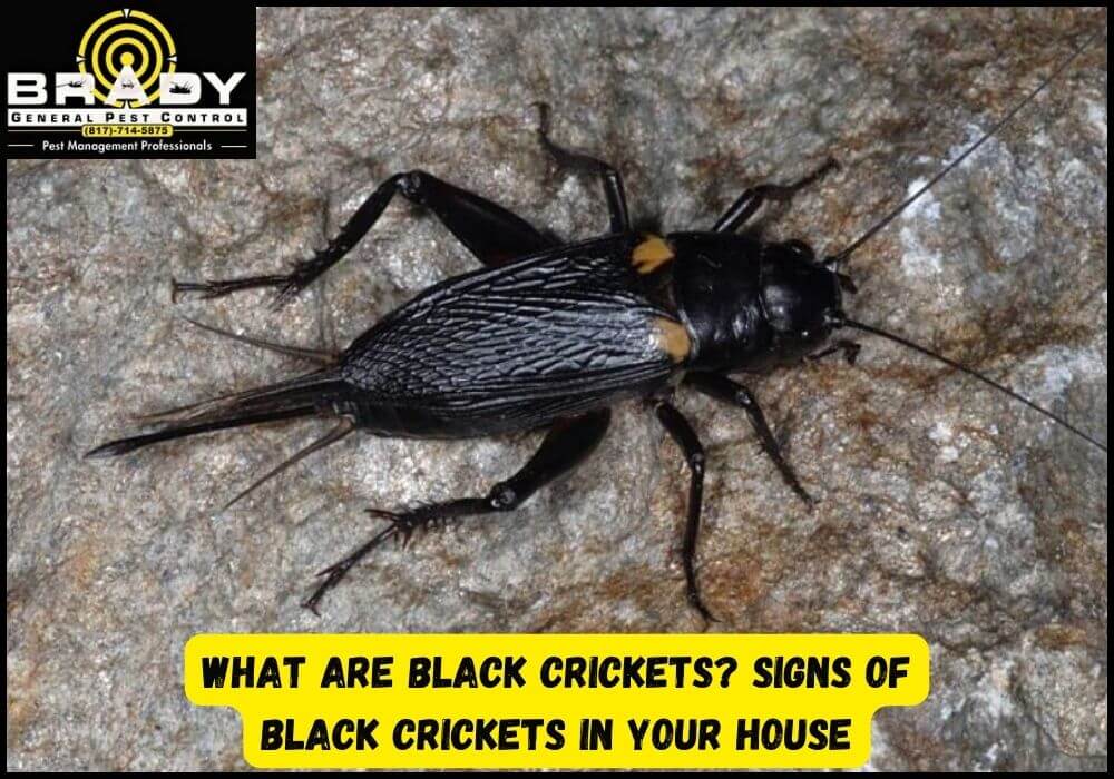 What Are Black Crickets,? Signs of Black Crickets in Your House - Brady Pest Control