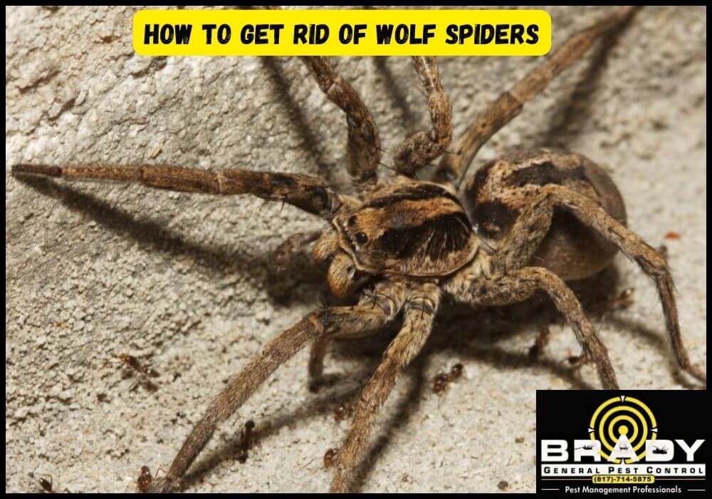 What is Wolf Spiders Texas? How to Get Rid of Wolf Spiders in 2024 - Brady Pest Control