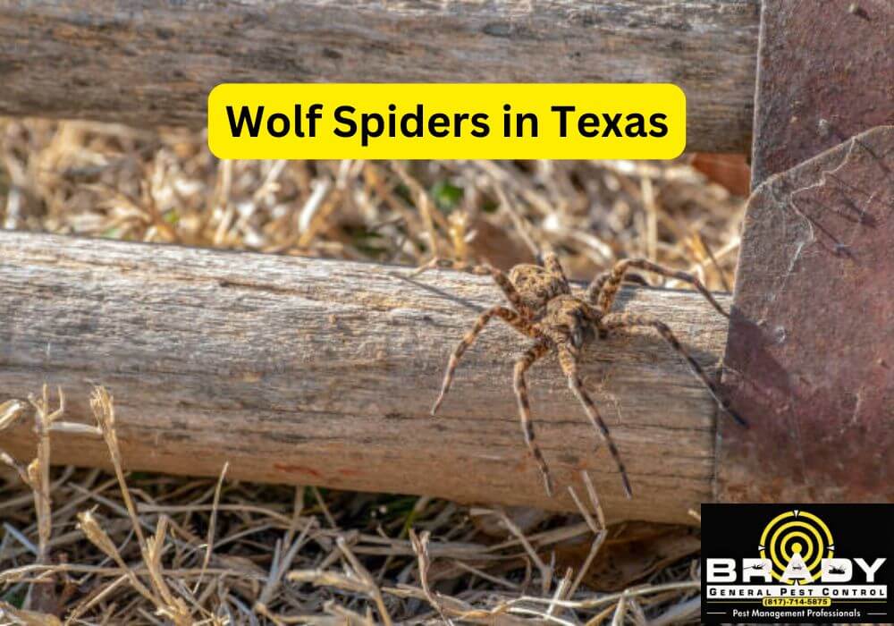 What are Wolf Spiders in Texas? How to Get Rid of Wolf Spiders in 2026
