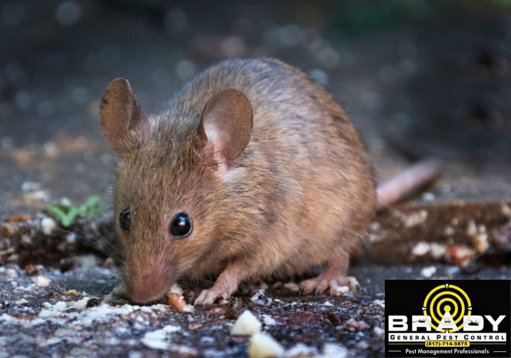 Best Ways to Get Rid of Rats in 2024 - Brady Pest Control